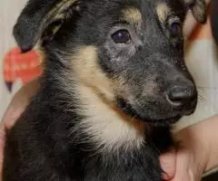 Щенок Лара ищет семью - 4