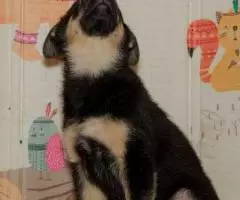 Щенок Лара ищет семью - 5