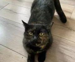 Кошка Черепаха ищет дом. - 2