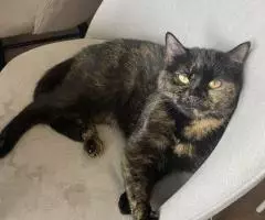 Кошка Черепаха ищет дом. - 3