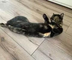 Кошка Черепаха ищет дом. - 4