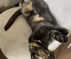 Кошка Черепаха ищет дом. - 5