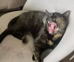 Кошка Черепаха ищет дом. - 6