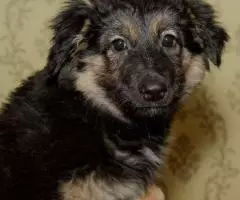 Щенок Вика в добрые руки - 2