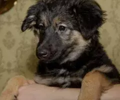 Щенок Вика в добрые руки - 3