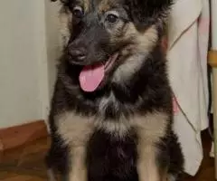 Щенок Вика в добрые руки - 4