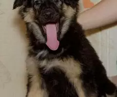 Щенок Вика в добрые руки - 5