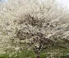 Сакура (вишня японская декоративная) в горшках для посадки купить в Москве и Подмосковье - 2