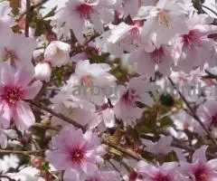 Сакура (вишня японская декоративная) в горшках для посадки купить в Москве и Подмосковье - 3