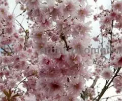 Сакура (вишня японская декоративная) в горшках для посадки купить в Москве и Подмосковье - 4