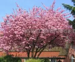 Сакура (вишня японская декоративная) в горшках для посадки купить в Москве и Подмосковье - 5