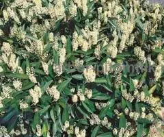 Сакура (вишня японская декоративная) в горшках для посадки купить в Москве и Подмосковье - 6