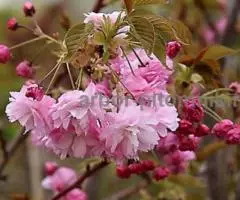 Сакура (вишня японская декоративная) в горшках для посадки купить в Москве и Подмосковье - 7