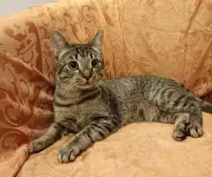 Аватар - позитивный котик. - 2