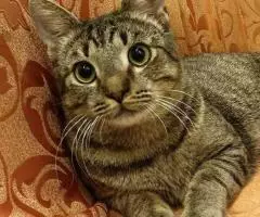 Аватар - позитивный котик. - 3