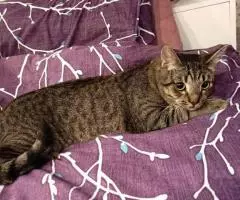 Аватар - позитивный котик. - 4