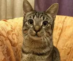 Аватар - позитивный котик. - 5