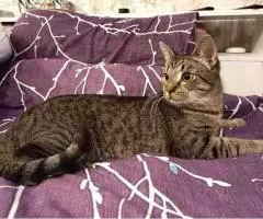 Аватар - позитивный котик. - 6