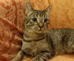 Аватар - позитивный котик. - 7