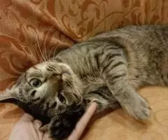 Аватар - позитивный котик. - 8