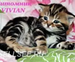 Британские котята вискас из питомника VIVIAN