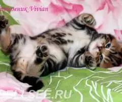Британские котята вискас из питомника VIVIAN - 2
