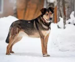 Голубоглазый красавчик по имени Бруно ждёт своего человека.