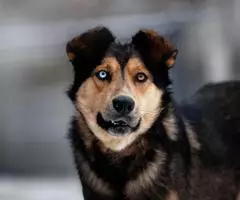 Голубоглазый красавчик по имени Бруно ждёт своего человека. - 2