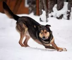 Голубоглазый красавчик по имени Бруно ждёт своего человека. - 3