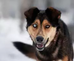 Голубоглазый красавчик по имени Бруно ждёт своего человека. - 4