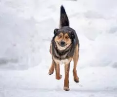 Голубоглазый красавчик по имени Бруно ждёт своего человека. - 5