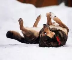 Голубоглазый красавчик по имени Бруно ждёт своего человека. - 6