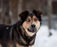 Голубоглазый красавчик по имени Бруно ждёт своего человека. - 7