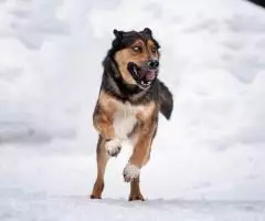 Голубоглазый красавчик по имени Бруно ждёт своего человека. - 8