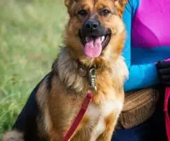 Откройте свое сердце для Челси. - 2