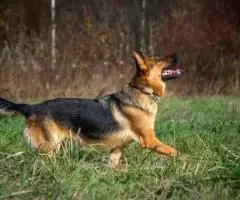 Откройте свое сердце для Челси. - 3