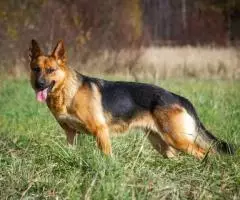 Откройте свое сердце для Челси. - 4