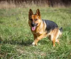 Откройте свое сердце для Челси. - 5