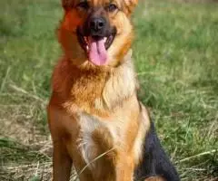 Откройте свое сердце для Челси. - 6