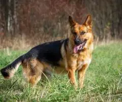 Откройте свое сердце для Челси. - 7