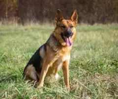 Откройте свое сердце для Челси. - 8