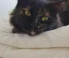 Черепаховая кошка Оливия в добрые руки - 2