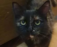 Черепаховая кошка Оливия в добрые руки - 3