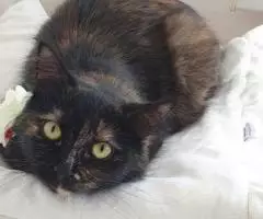 Черепаховая кошка Оливия в добрые руки - 4