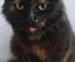 Черепаховая кошка Оливия в добрые руки - 5