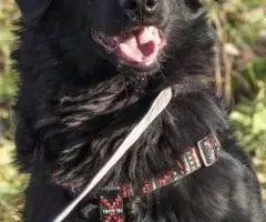 Молодой и позитивный пёс Кураж - 2