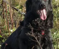 Молодой и позитивный пёс Кураж - 3