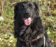 Молодой и позитивный пёс Кураж - 4