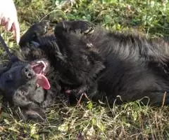 Молодой и позитивный пёс Кураж - 5