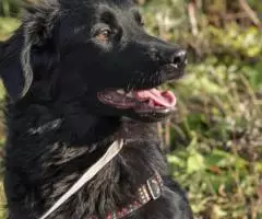 Молодой и позитивный пёс Кураж - 6